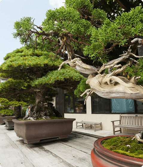 Cây Si Cảnh Bonsai