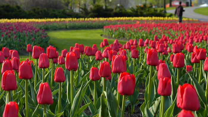 Du lịch Ottawa