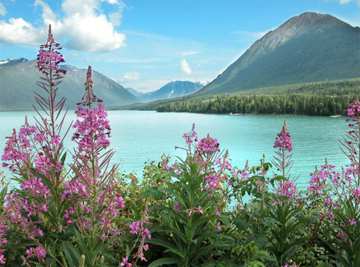 Giải nhiệt khi du lịch Mỹ mùa hè ở Alaska