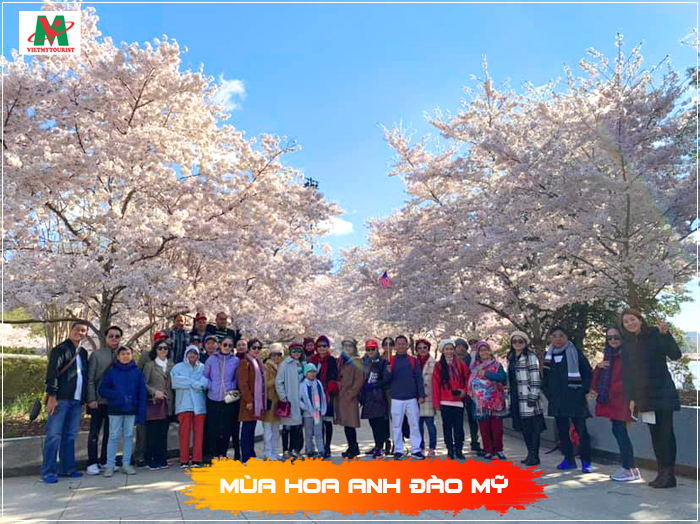 Du lịch Mỹ mùa hoa anh đào