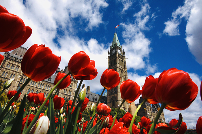 Hoa tulip rợp sắc trời Canada Khám phá thiên đường hoa tulip Canada