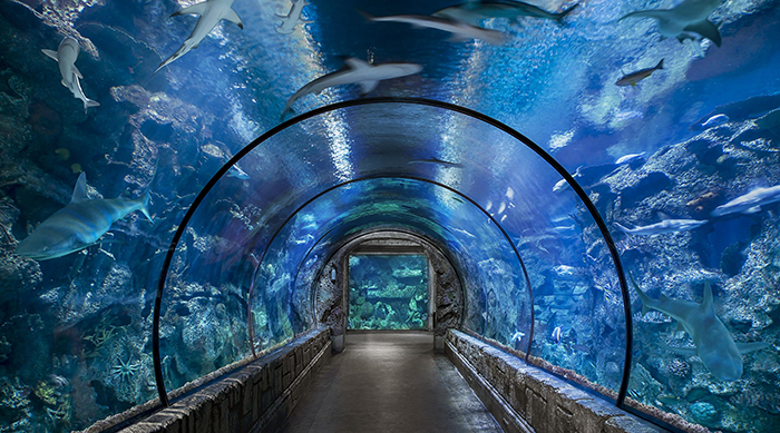 Vui chơi tại Las Vegas